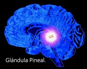 En centro del cerebro está situada la pequeña Glándula Pineal.