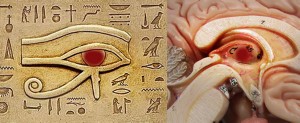 El Ojo de Horus egipcio y el sistema y posición de la Glándula Pineal.