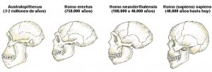Formación del cráneo a lo largo de la historia evolucionista.